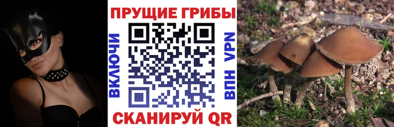 наркотики  Ветлуга  Псилоцибиновые грибы Cubensis 